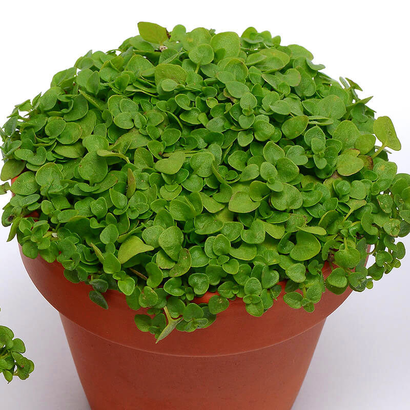 Ornamental Mint Mini Mint Seed