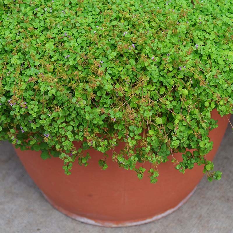 Ornamental Mint Mini Mint Seed