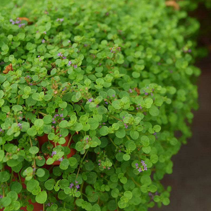 Ornamental Mint Mini Mint Seed