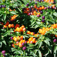 Ornamental Pepper Hot Pops Purple Seed