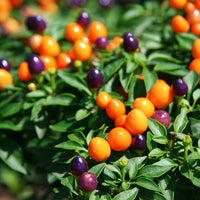 Ornamental Pepper Hot Pops Purple Seed