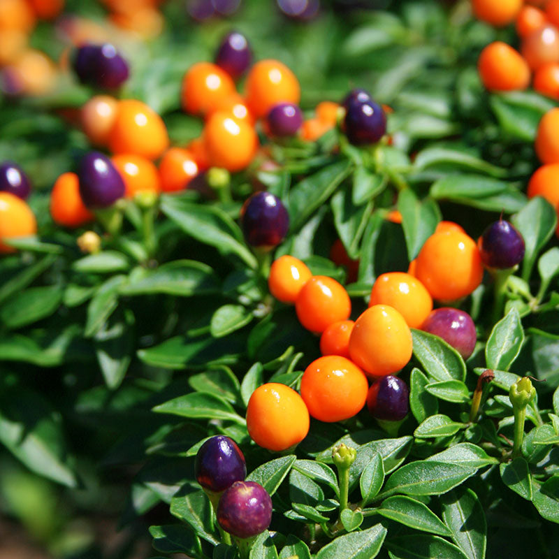 Ornamental Pepper Hot Pops Purple Seed