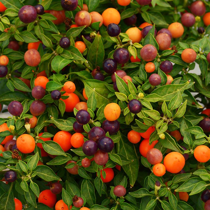 Ornamental Pepper Hot Pops Purple Seed