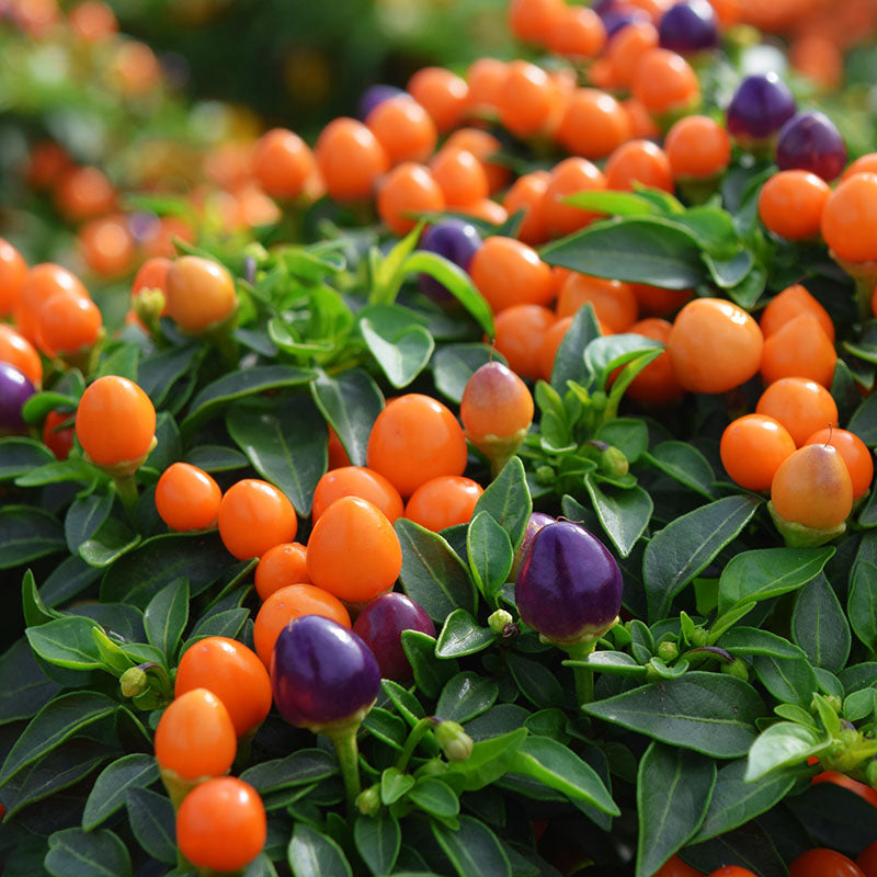 Ornamental Pepper Hot Pops Purple Seed