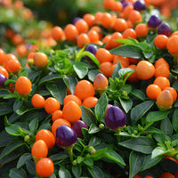 Ornamental Pepper Hot Pops Purple Seed