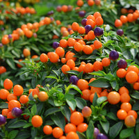 Ornamental Pepper Hot Pops Purple Seed