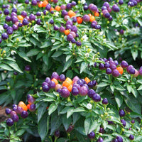 Ornamental Pepper Hot Pops Purple Seed