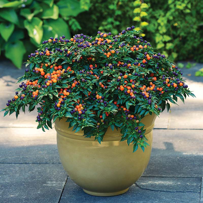 Ornamental Pepper Hot Pops Purple Seed