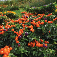 Ornamental Pepper Hot Pops Purple Seed