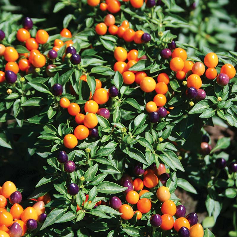 Ornamental Pepper Hot Pops Purple Seed