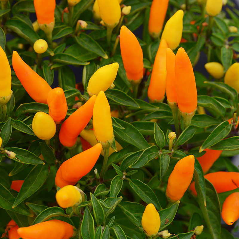 Ornamental Pepper Sedona Sun Seed