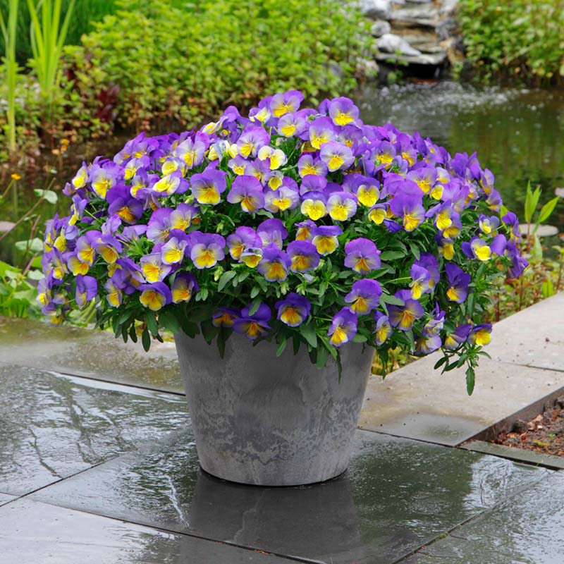 Pansy Cool Wave® Morpho Seed