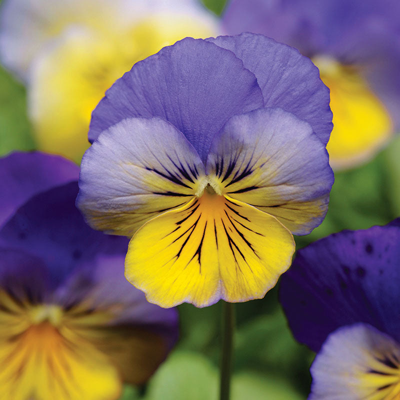 Pansy Cool Wave® Morpho Seed