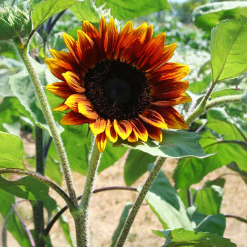 Sunflower Shock-o-Lat F1 Seed