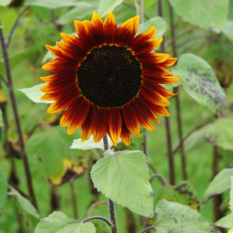 Sunflower Shock-o-Lat F1 Seed