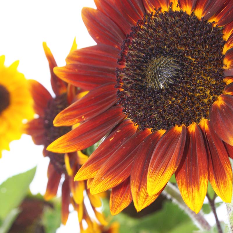 Sunflower Shock-o-Lat F1 Seed