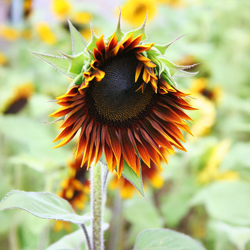 Sunflower Shock-o-Lat F1 Seed