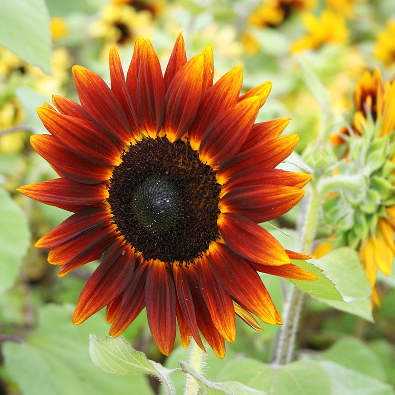 Sunflower Shock-o-Lat F1 Seed