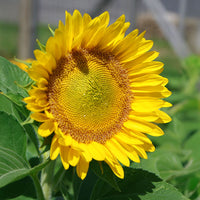 Sunflower Sunrich Lime F1 Seed