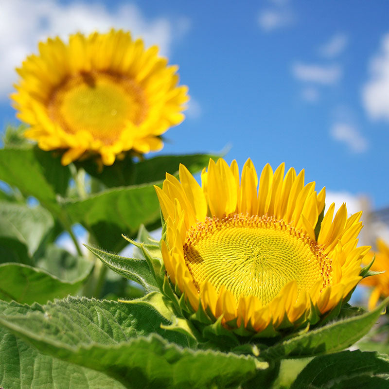 Sunflower Sunrich Lime F1 Seed