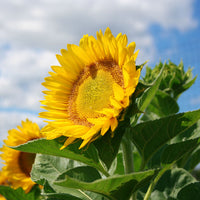 Sunflower Sunrich Lime F1 Seed