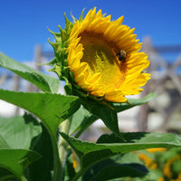 Sunflower Sunrich Lime F1 Seed