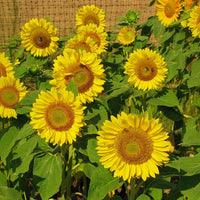 Sunflower Sunrich Lime F1 Seed