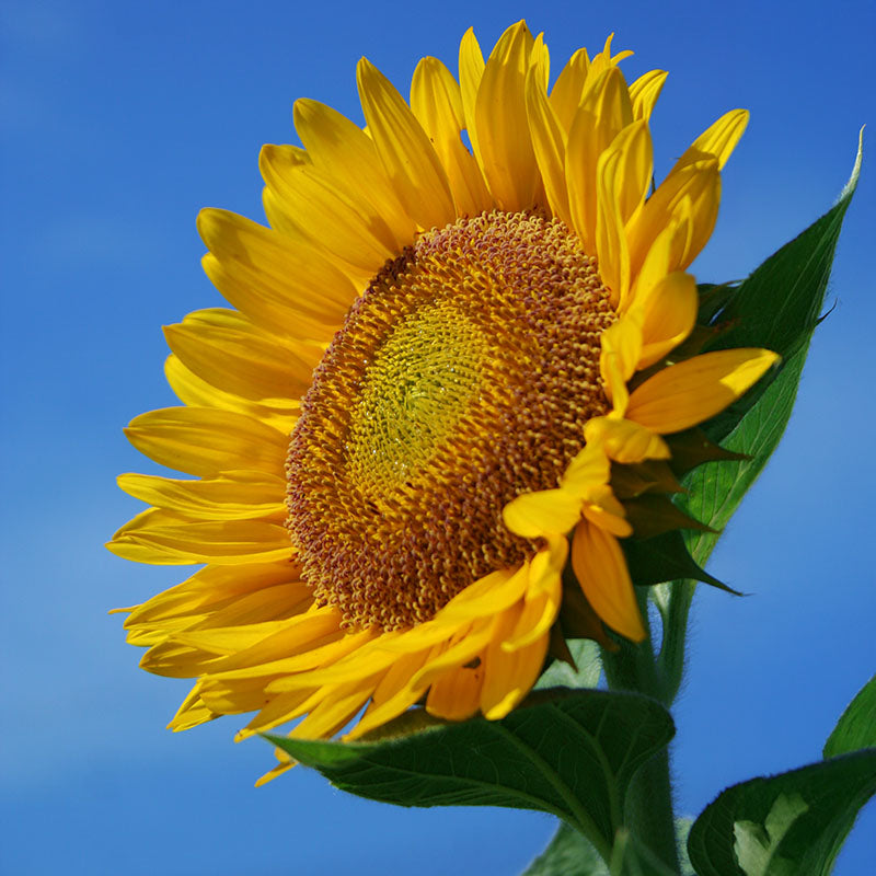 Sunflower Sunrich Lime F1 Seed