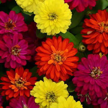 Zinnia Zahara Double Brilliant Mix Seed