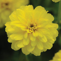 Zinnia Zahara Double Brilliant Mix Seed