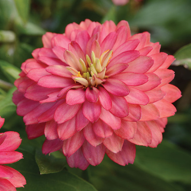 Zinnia Zahara Double Brilliant Mix Seed