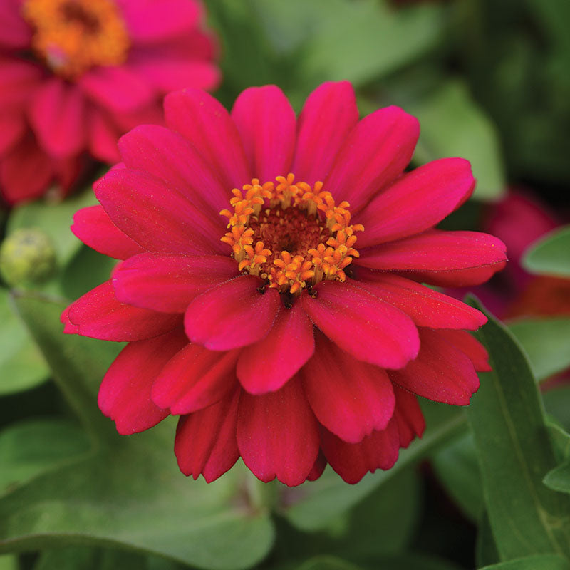 Zinnia Zahara Double Brilliant Mix Seed