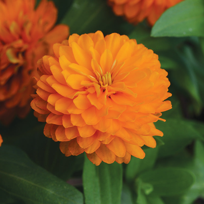 Zinnia Zahara Double Brilliant Mix Seed