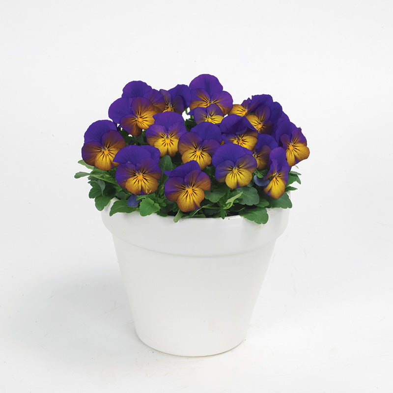 Viola Sorbet XP Autumn Select Mix F1 Seed