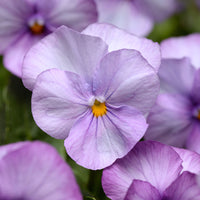 Viola Sorbet XP Autumn Select Mix F1 Seed