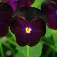 Viola Sorbet XP Autumn Select Mix F1 Seed