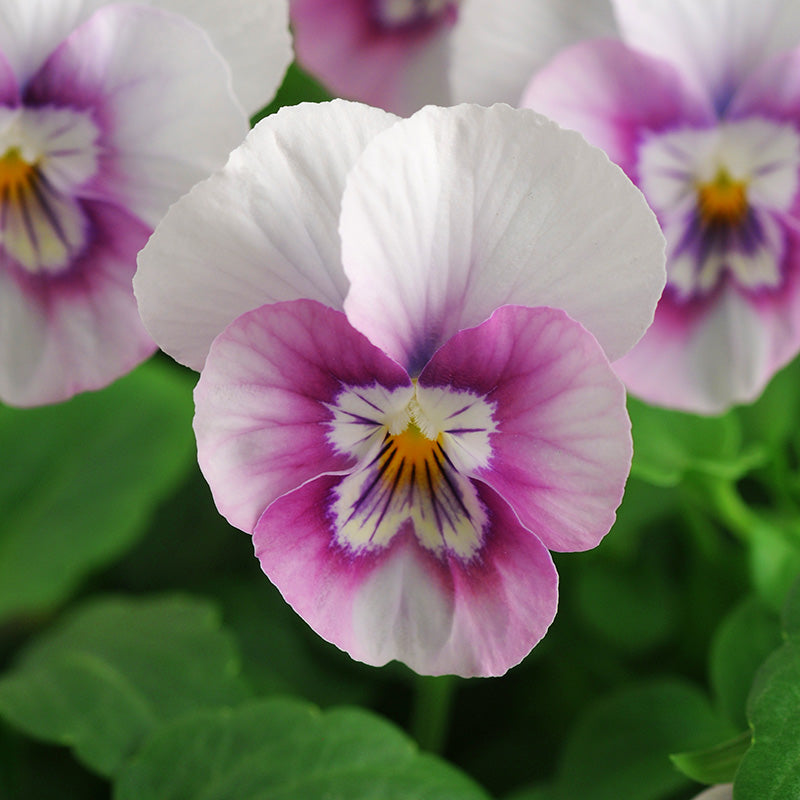 Viola Sorbet XP Autumn Select Mix F1 Seed