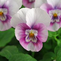 Viola Sorbet XP Autumn Select Mix F1 Seed