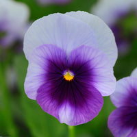 Viola Sorbet XP Autumn Select Mix F1 Seed