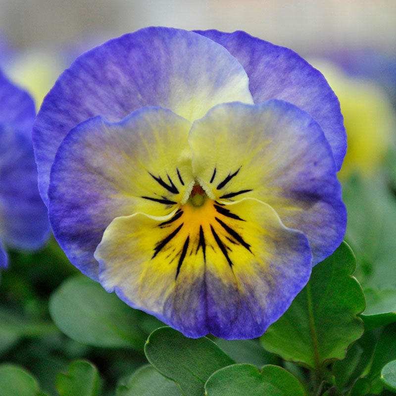 Viola Sorbet XP Autumn Select Mix F1 Seed