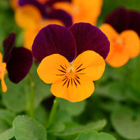 Viola Sorbet XP Autumn Select Mix F1 Seed