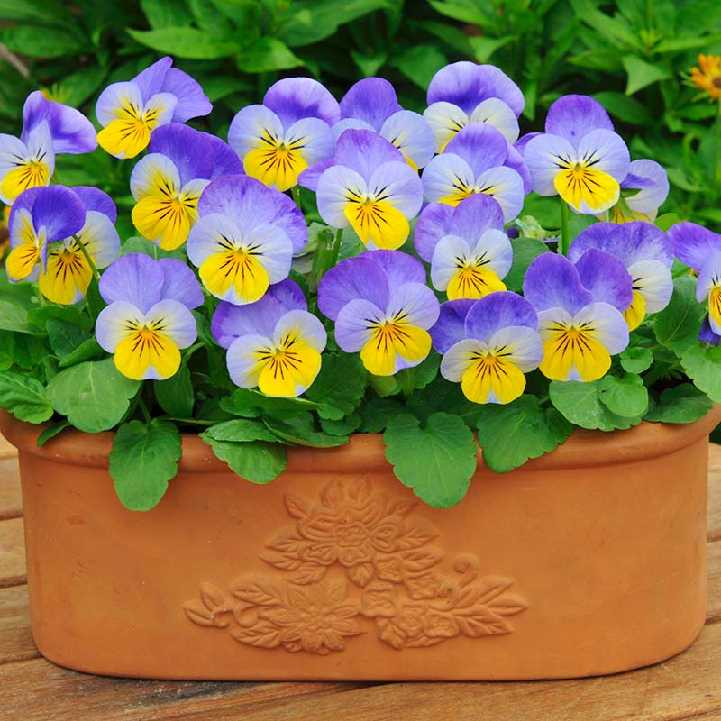 Viola Sorbet XP Autumn Select Mix F1 Seed