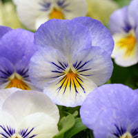 Viola Sorbet XP Autumn Select Mix F1 Seed