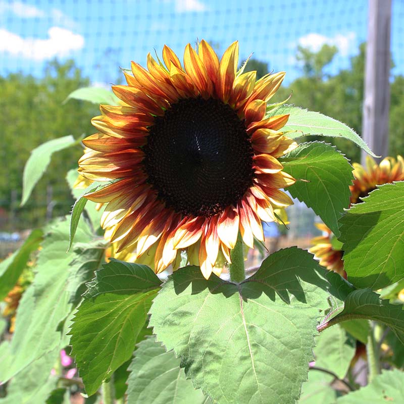 Sunflower ProCut Plum F1 Seed