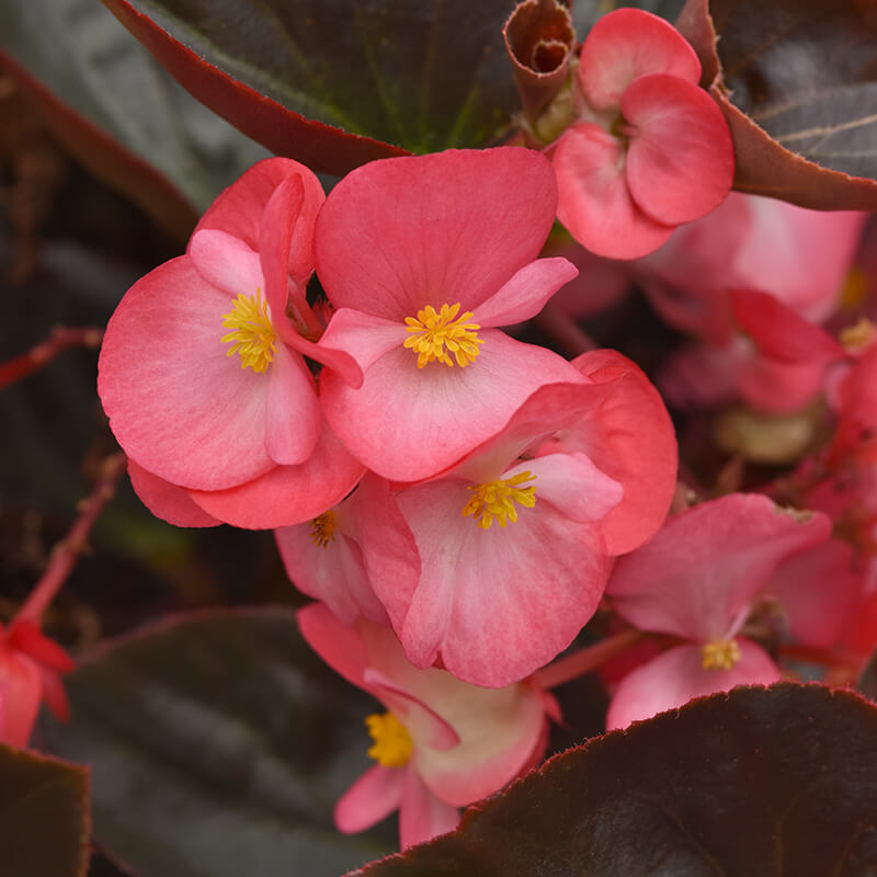 Begonia Megawatt Bronze Leaf Rose F1 Seed