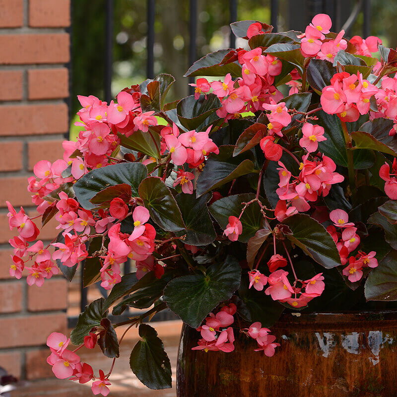 Begonia Megawatt Bronze Leaf Rose F1 Seed