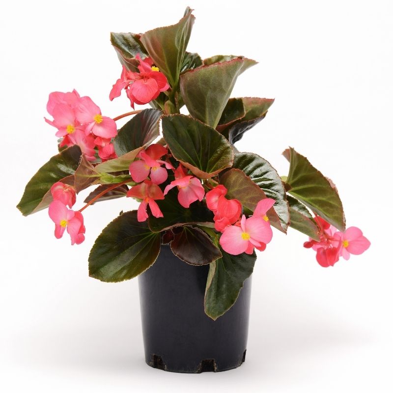 Begonia Megawatt Bronze Leaf Rose F1 Seed