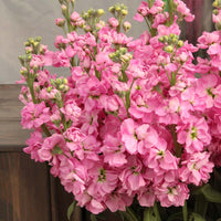 Stock Katz Pink Seed