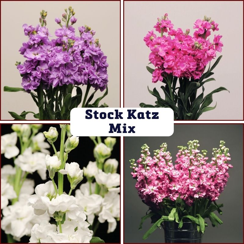 Stock Katz Mix Seed