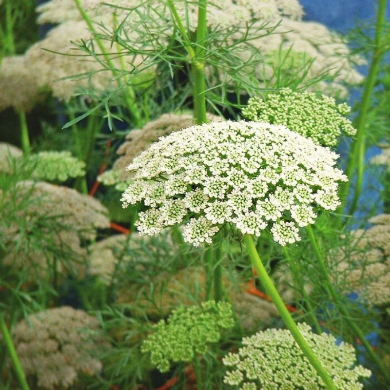 Ammi Snow White Organic Seed